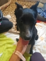 Adopcje wirtualne
